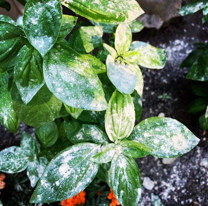 Natural Yard Pest Repellent Powder