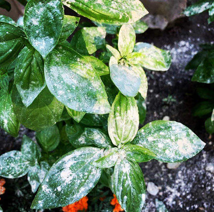 Natural Yard Pest Repellent Powder